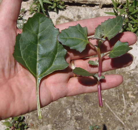 Image of Chenopodium macrospermum